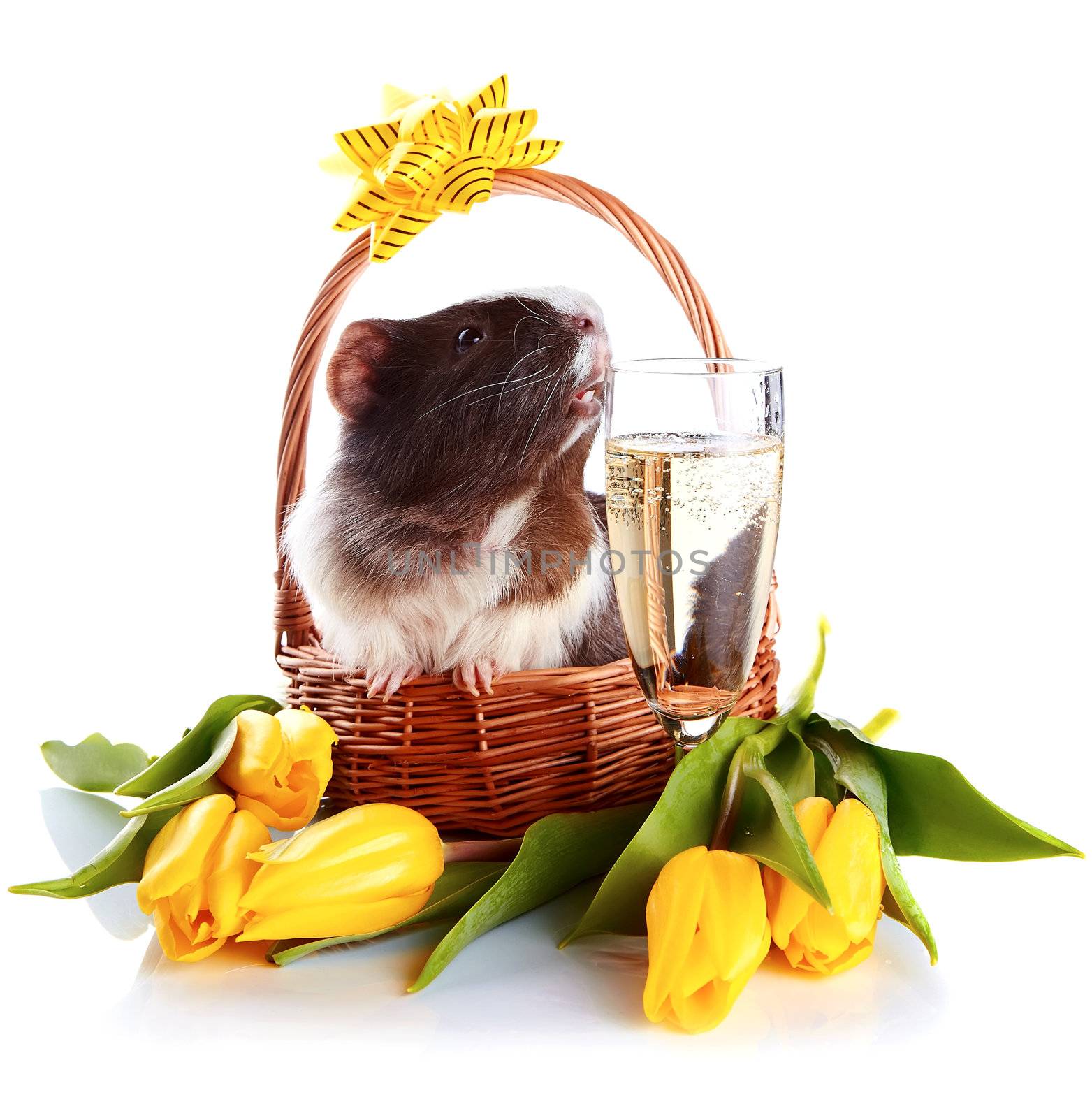 Guinea pig in a basket with a flowers and a champagne glass. by Azaliya