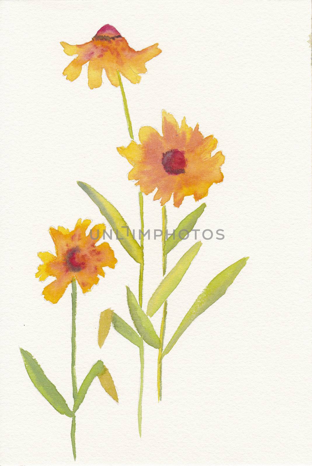 hand painted watercolor of three orange daisies by paddythegolfer