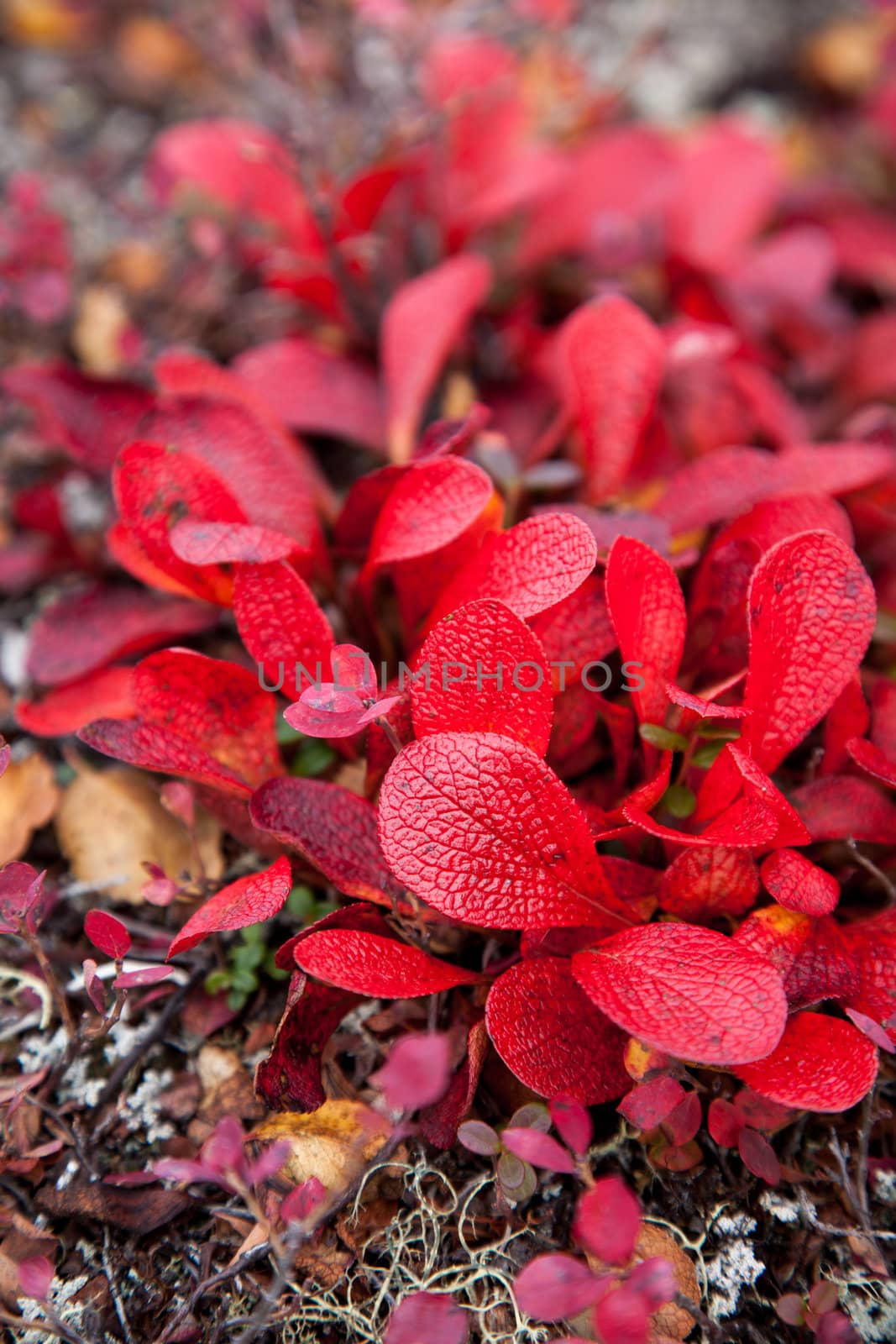 Red leaves of blueberry and crowberry plants
