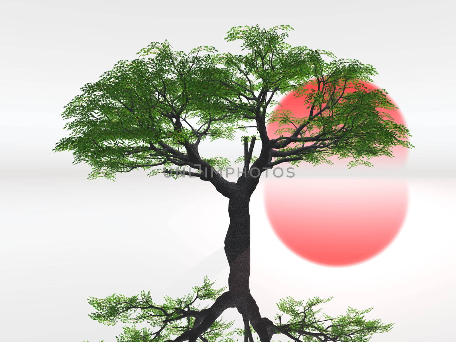 zen  landscape