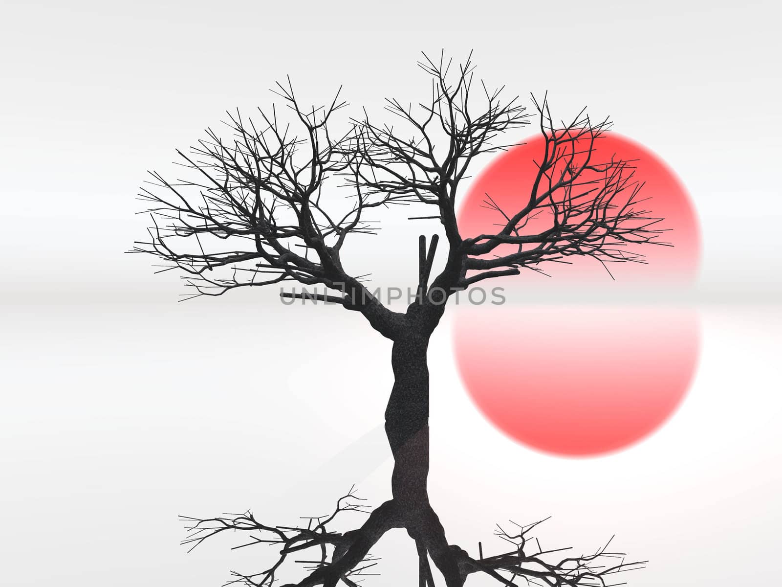 the tree and the sun