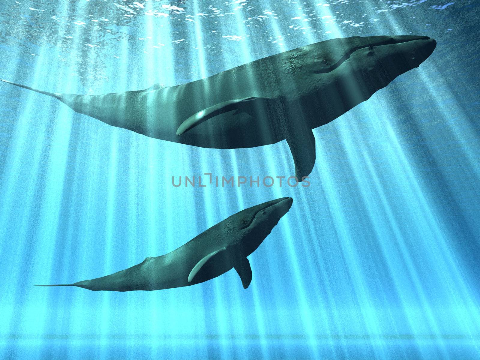 whales