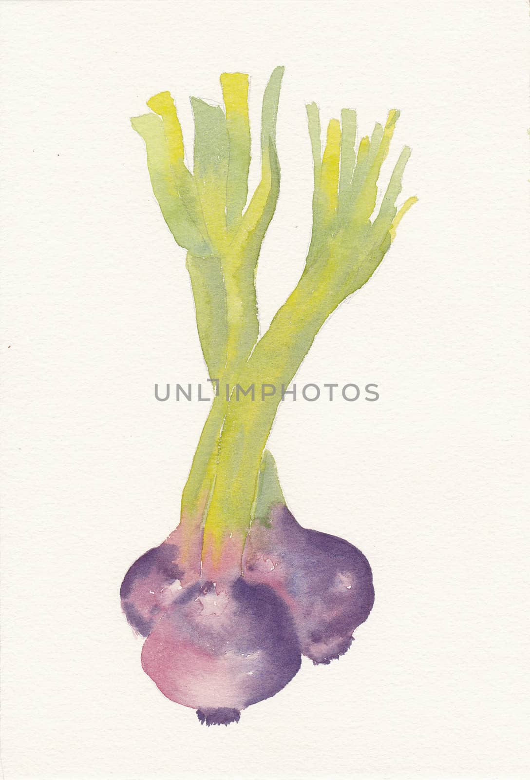 hand painted watercolor of three shallots by paddythegolfer