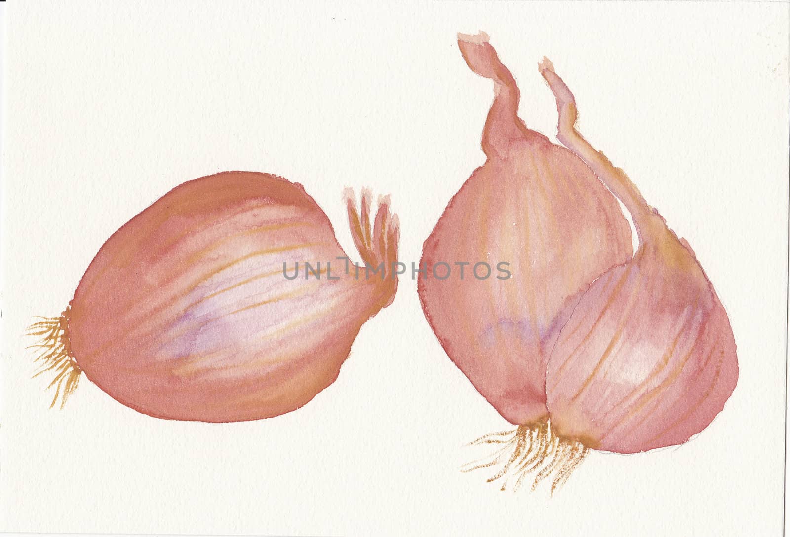 hand painted watercolor of three shallots by paddythegolfer