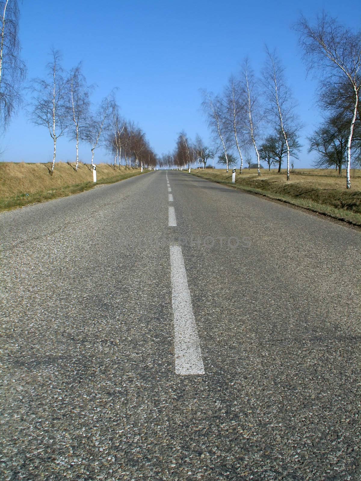 the road and birch