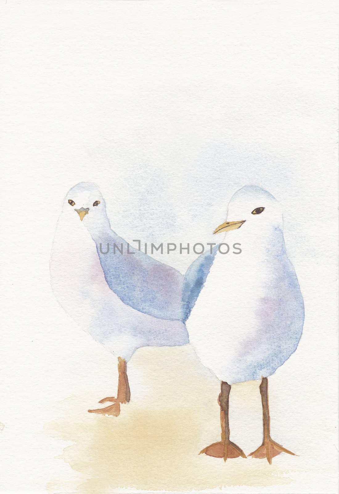 hand painted watercolor of two seagulls by paddythegolfer