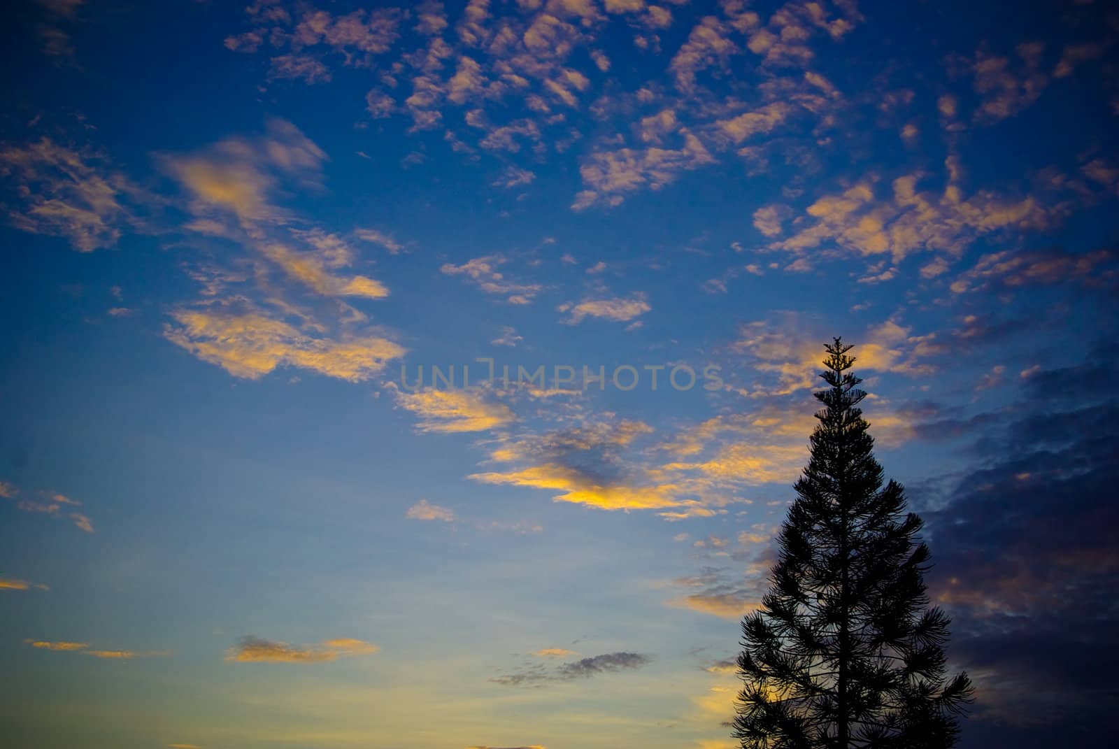 Nice blue sky and tree  by pixbox77