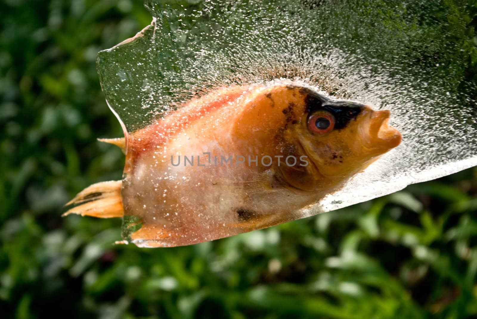 Fish in the ice  by pixbox77