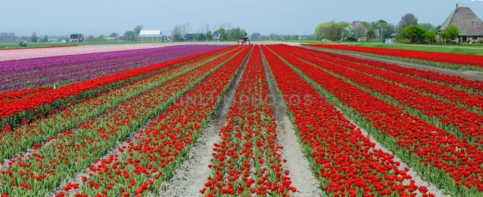 A spring field with red tulips somewhere in the Netherlands. Panorama