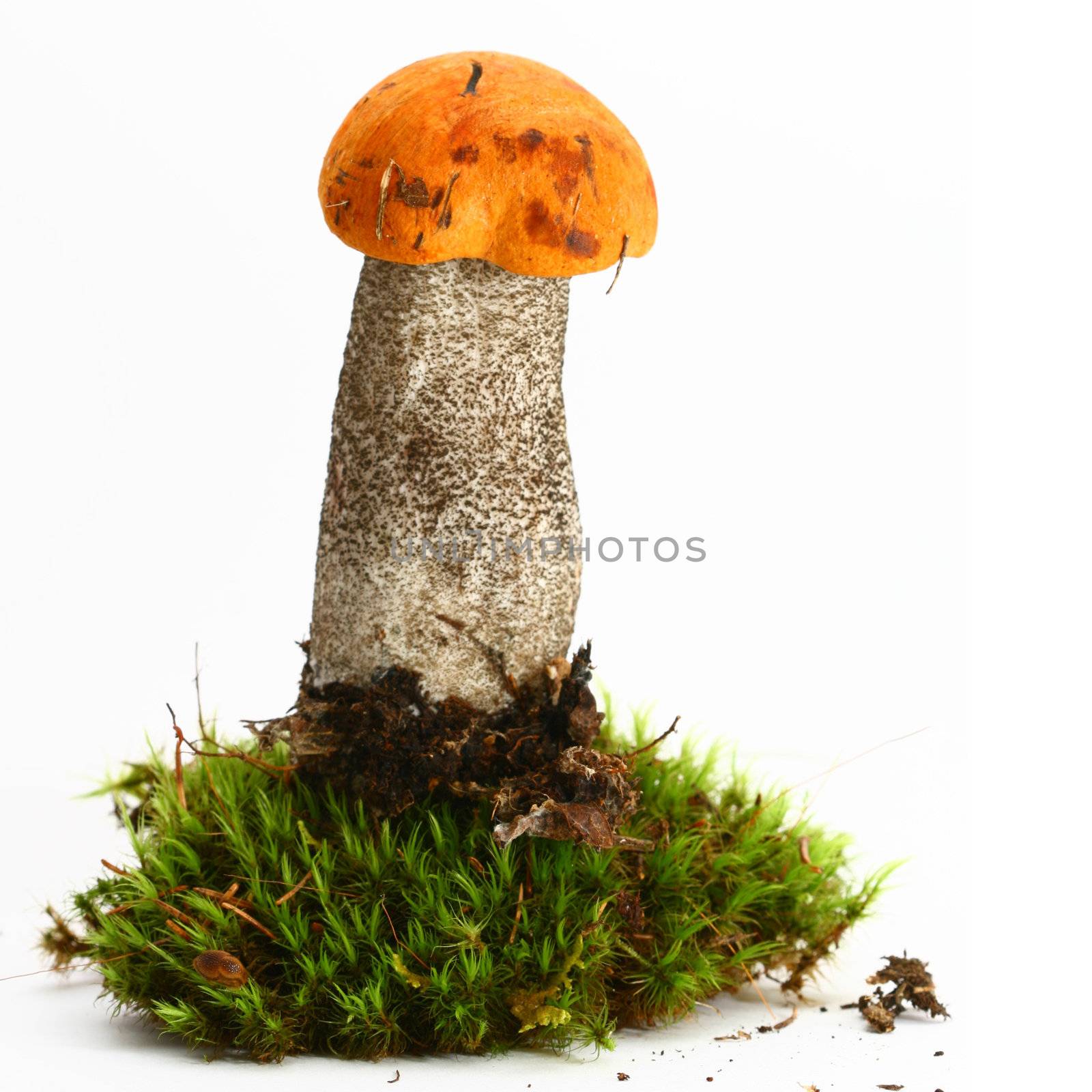 isolated mushroom by Yellowj