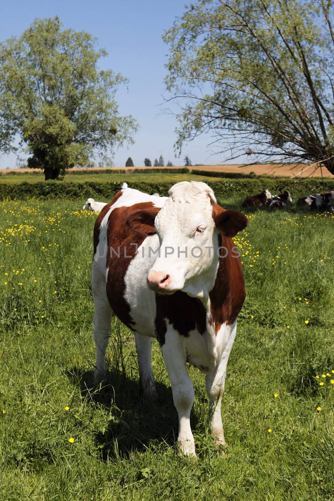 rural cow by vwalakte