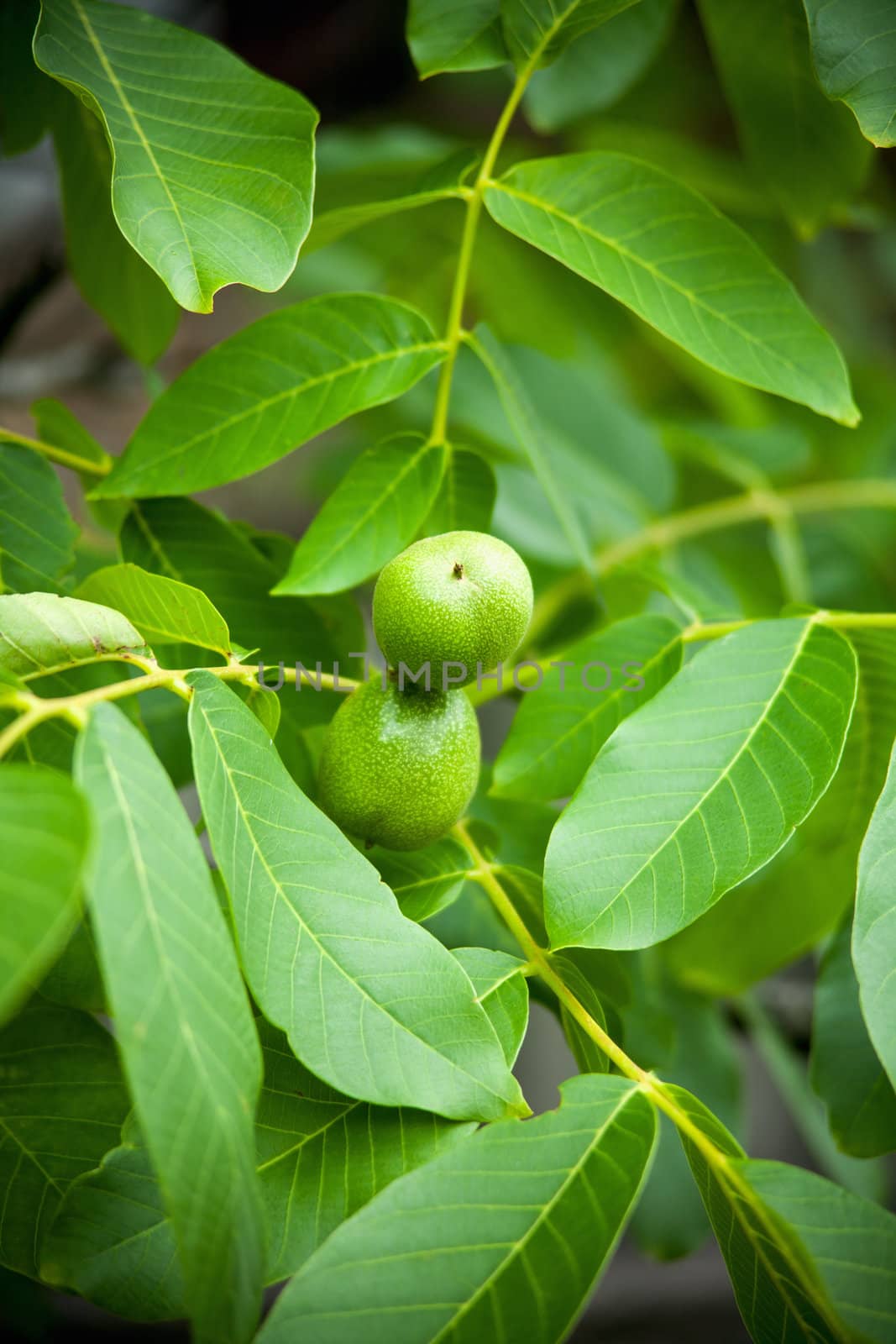 Green walnuts growing on a tree by sfinks