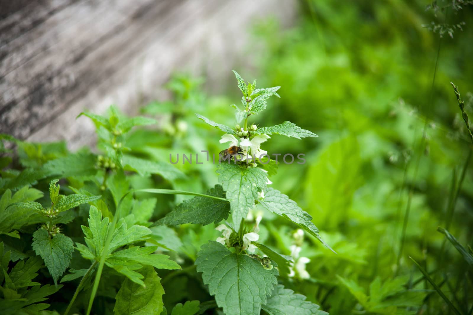 green nettle flowering by sfinks