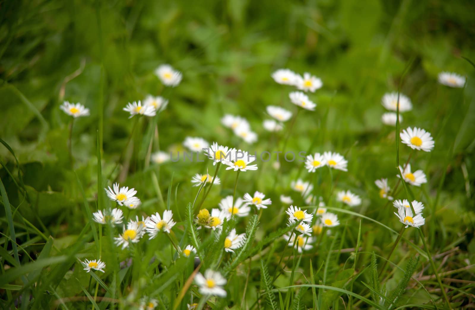 Chamomile on a meadow by sfinks