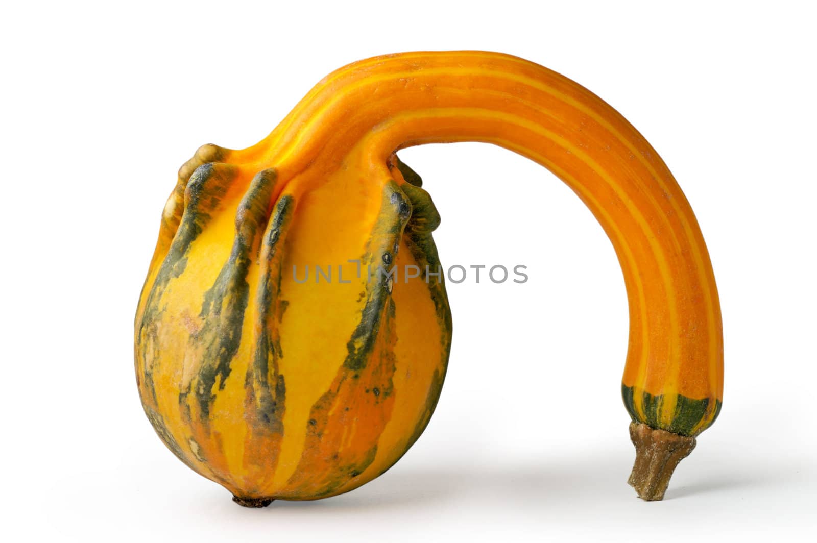 Pumpkin by Laborer