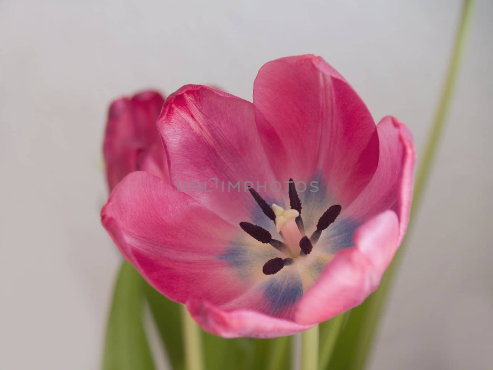 Pretty pink flowers -  showing Growth