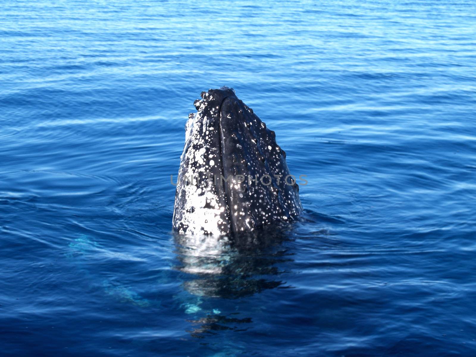 Humpback whale breaching the ocean in australia