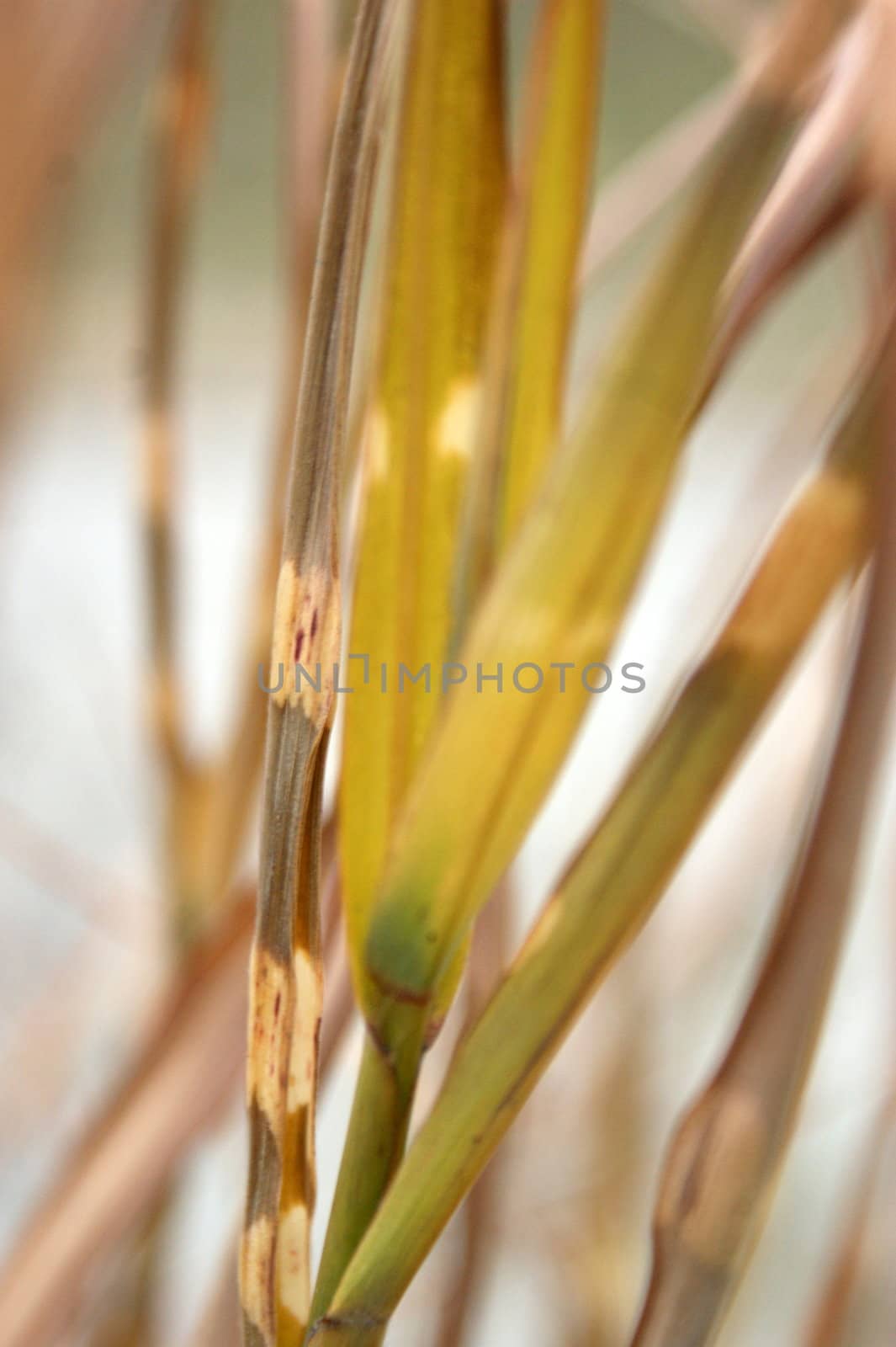 dry grass by elvira334