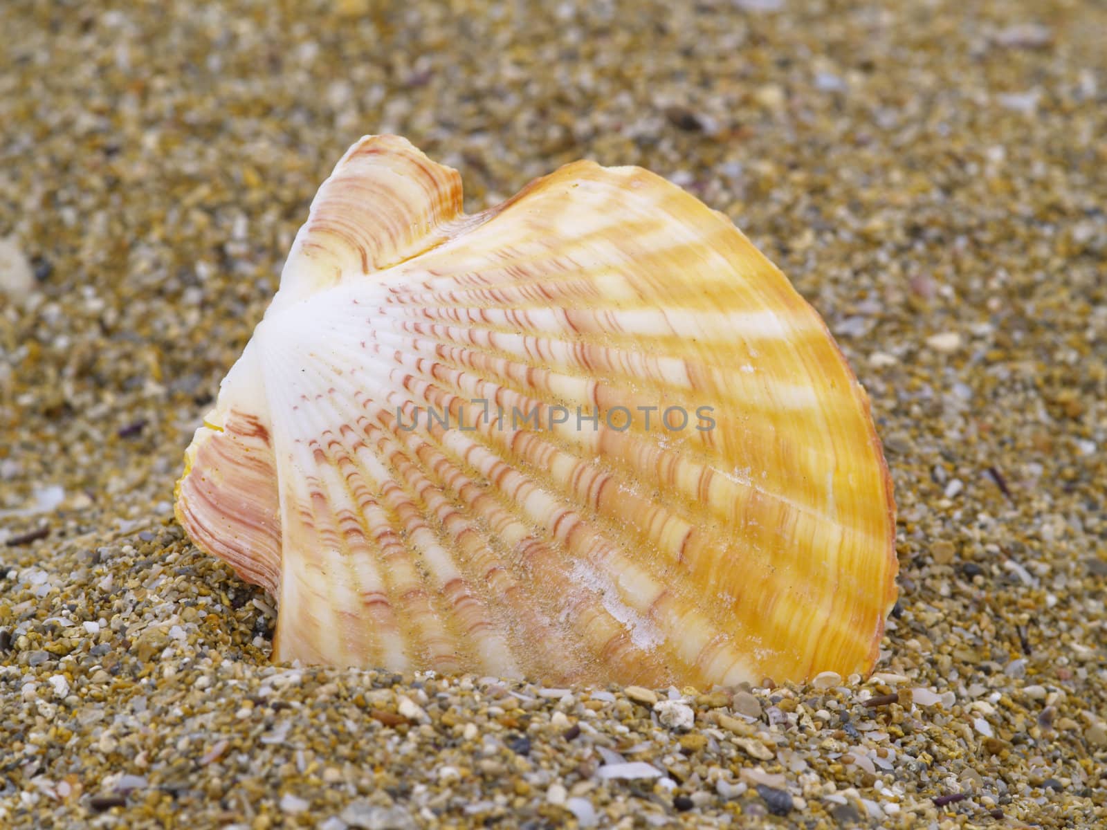common scallop in the sand
