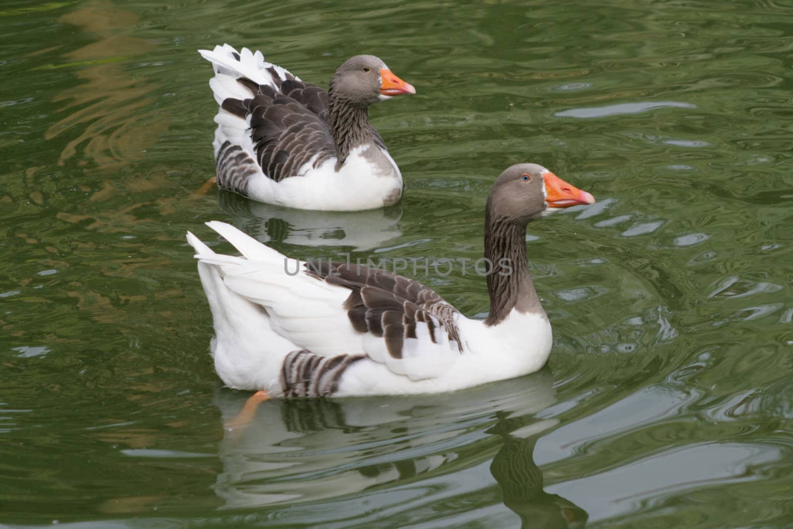 Two gooses in water on lake