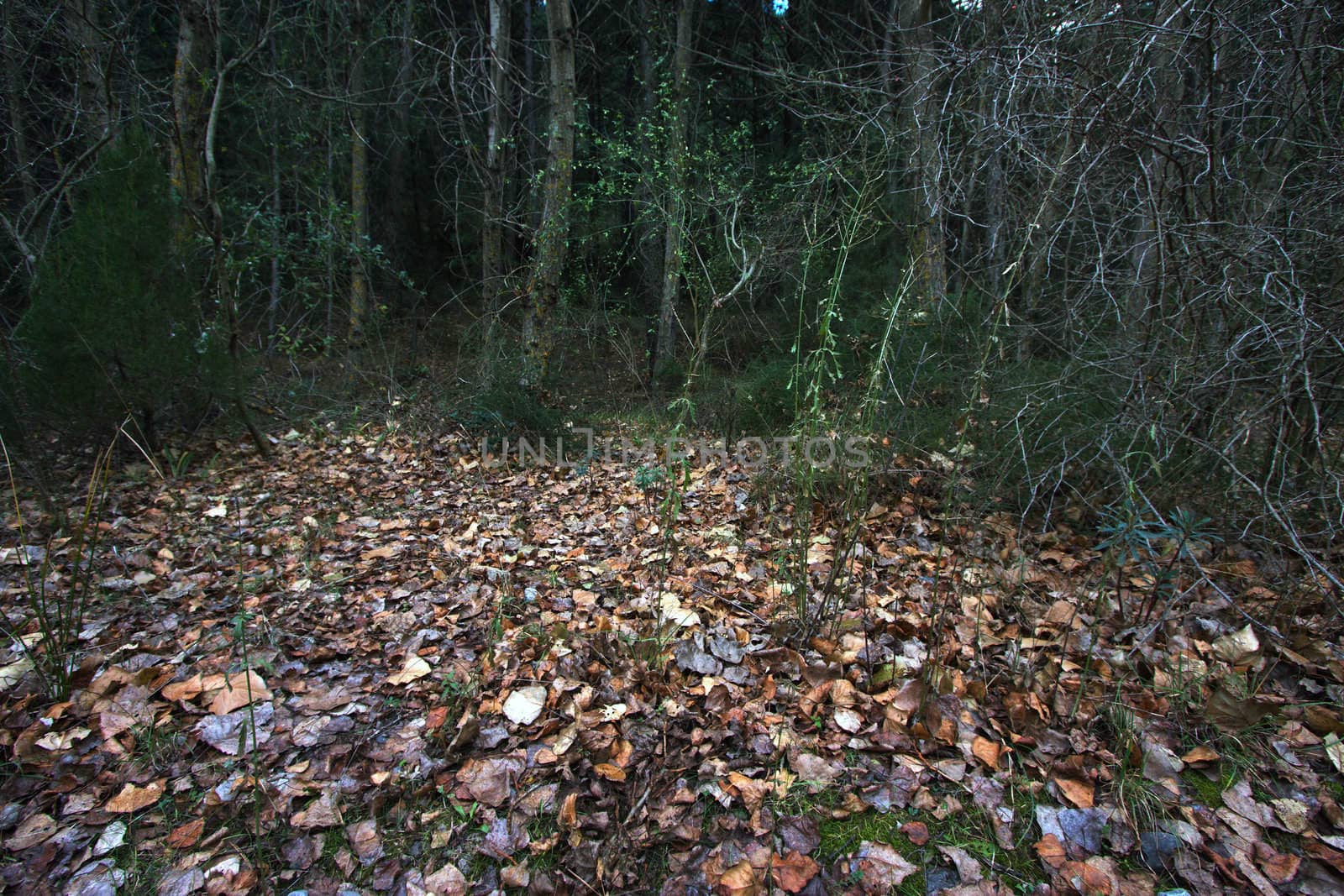 Leaves covering the ground.
Canon 40D 17-55 f:4,5