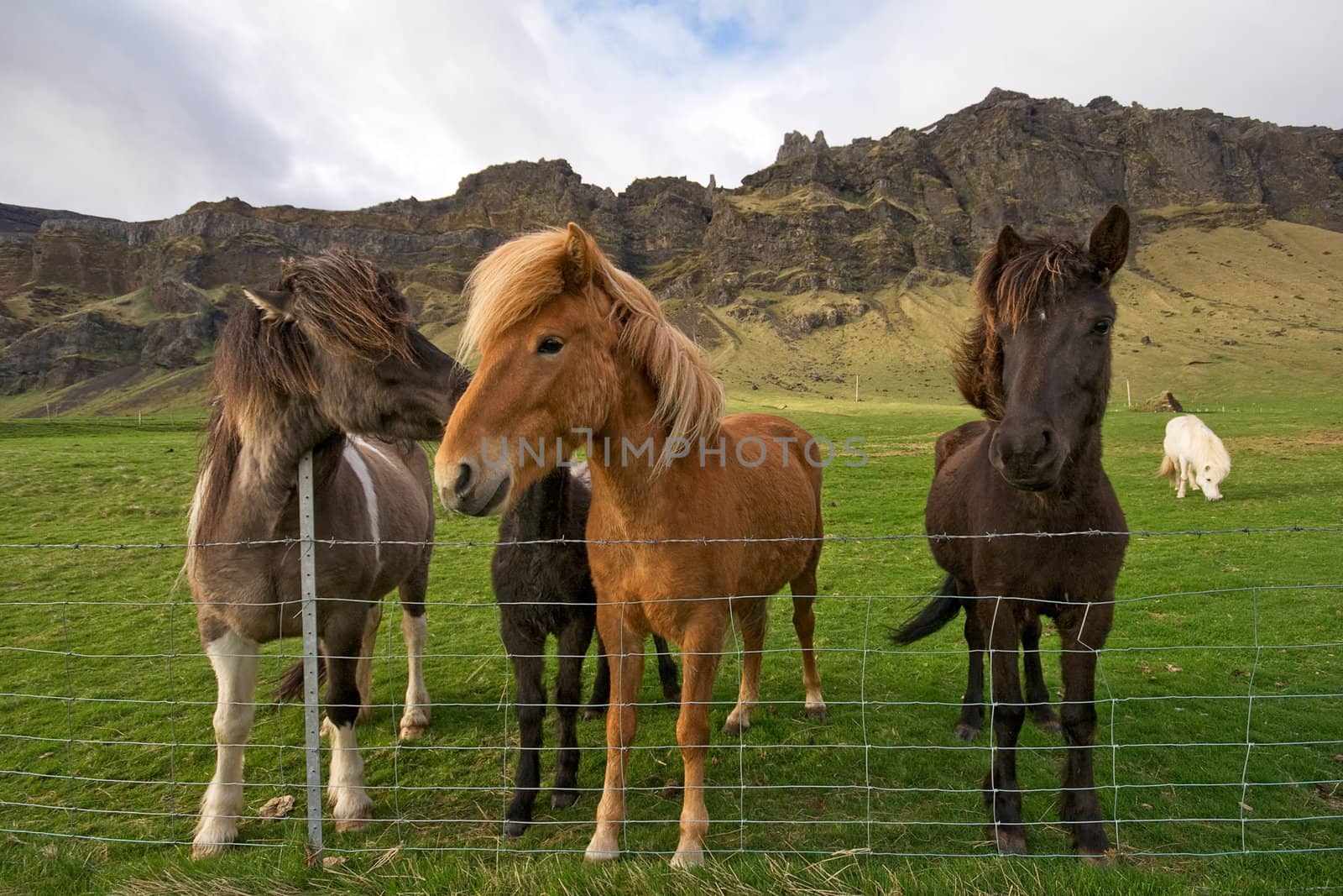 group of icelandic horses, iceland, wide angle