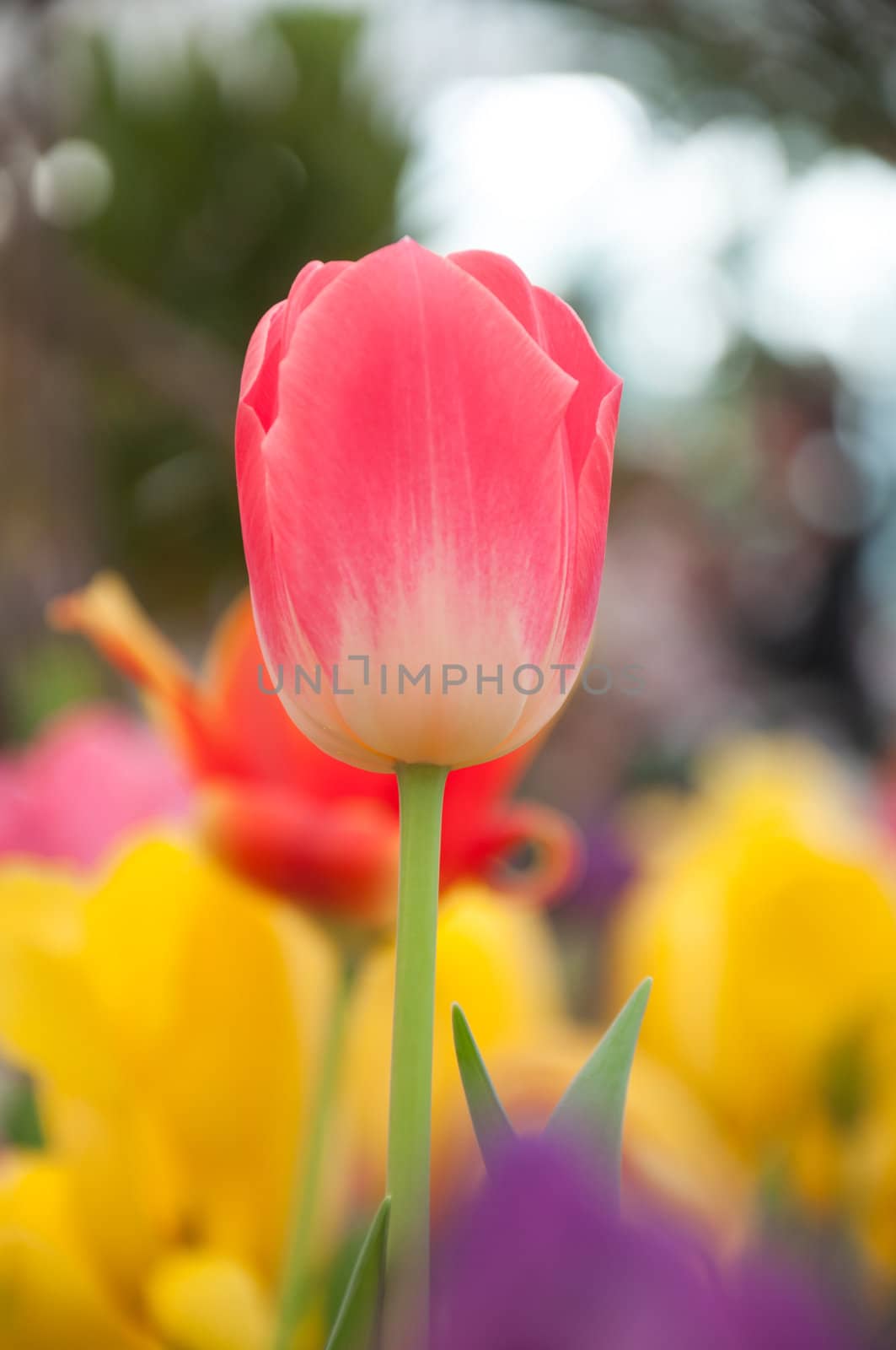 Pink tulip flora on the garden