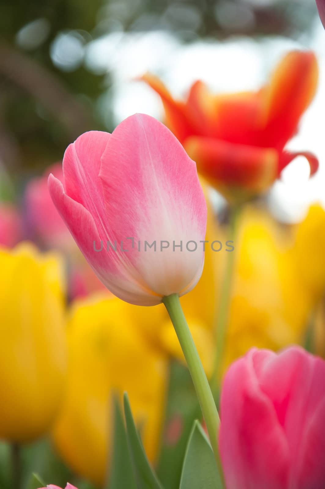 Pink tulip flora on the garden