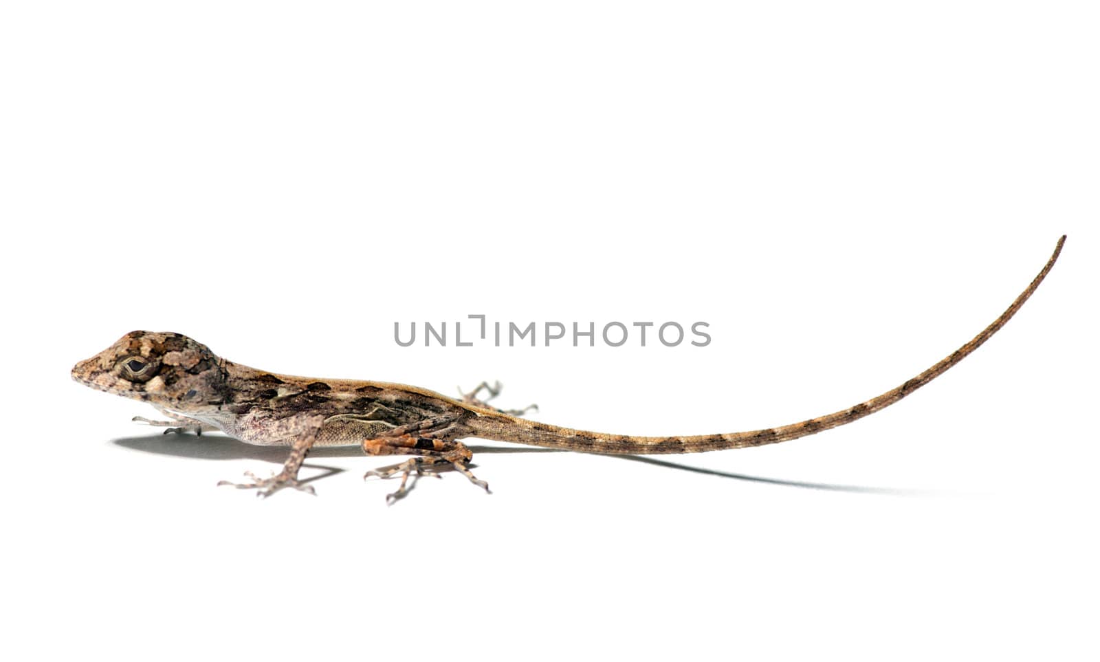 small lizard on a white background