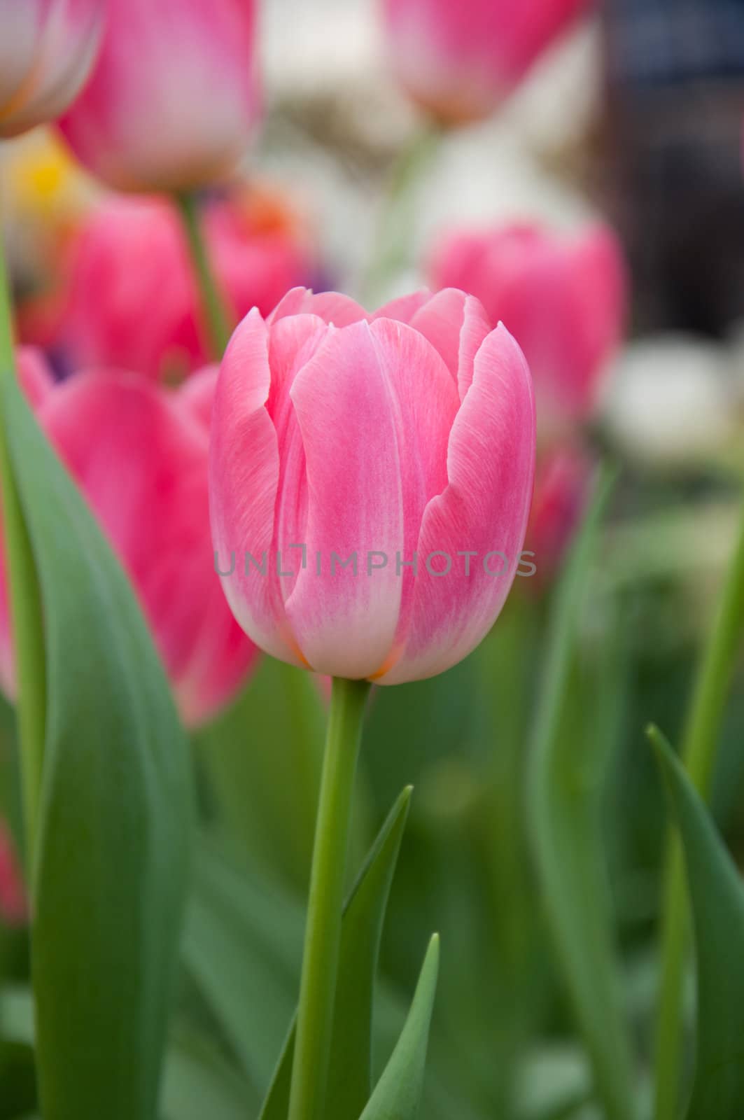 Pink colors tulip by rainyrf