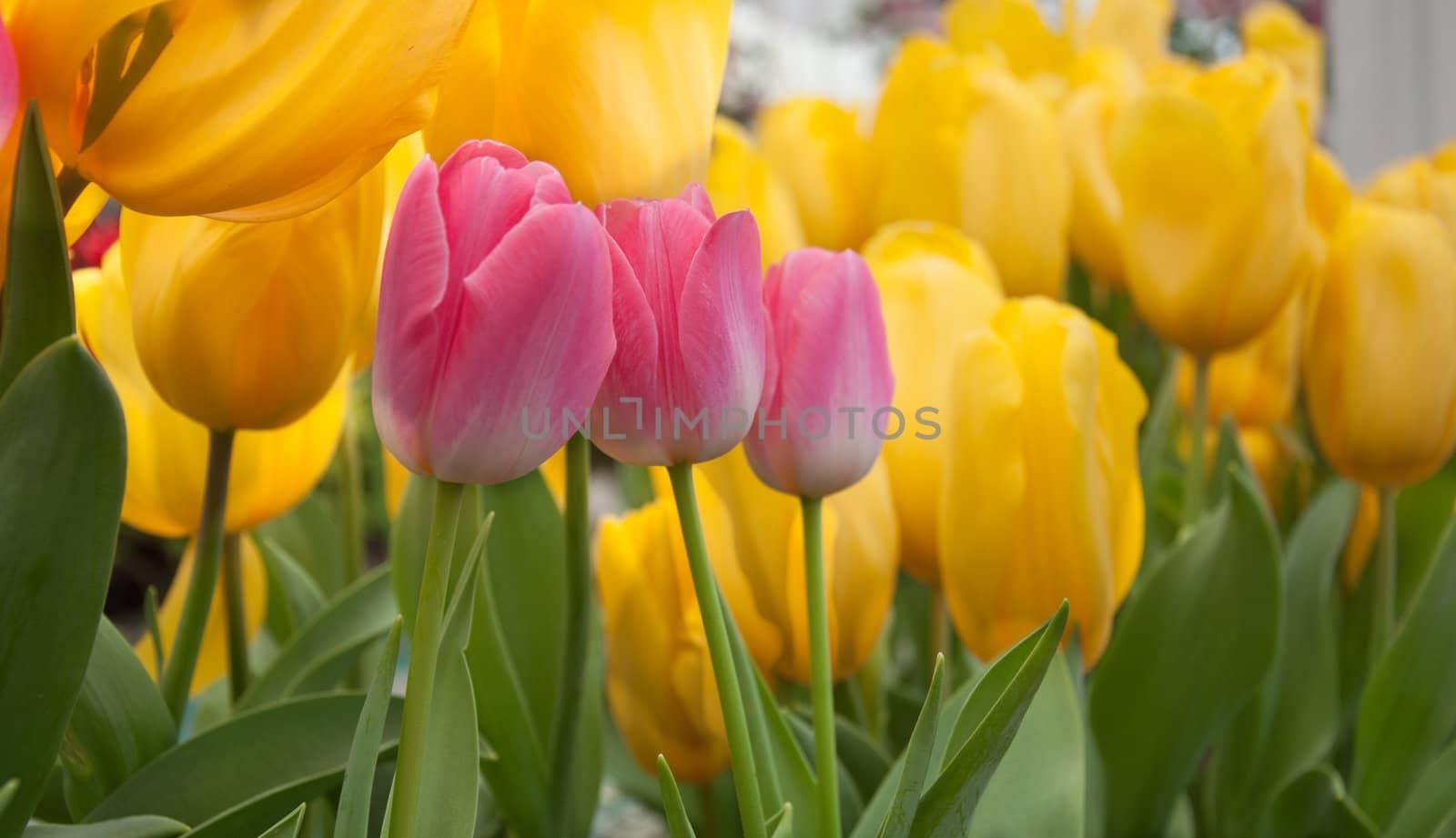 Pink colors tulip by rainyrf