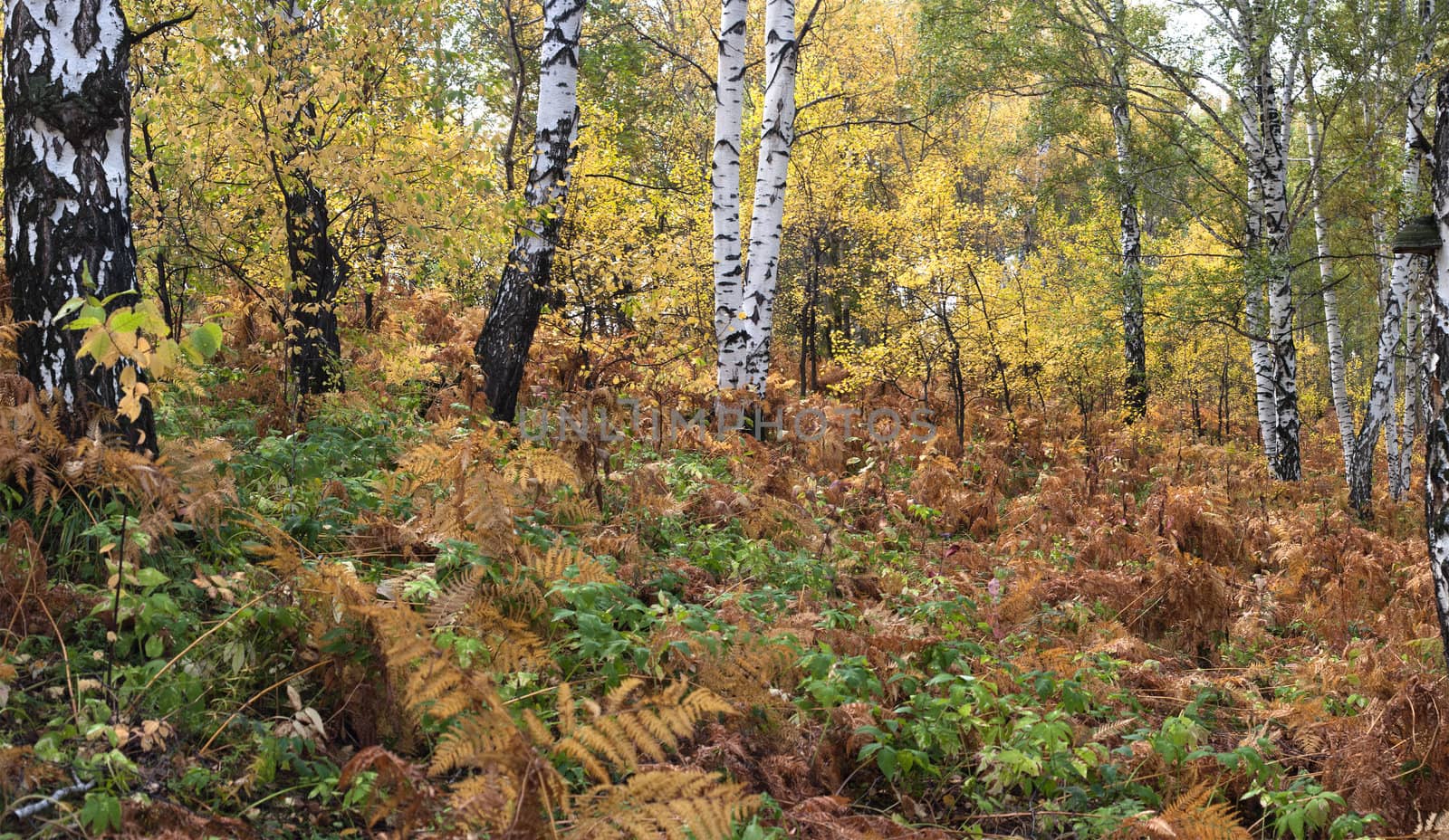 White birches in an autumn wood