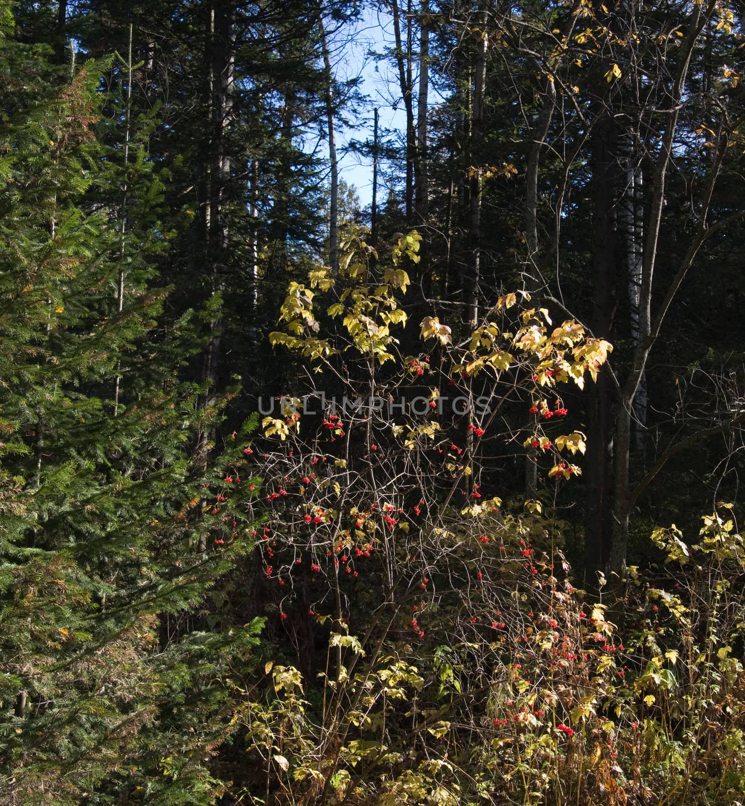 Red guelder-rose in an autumn wood