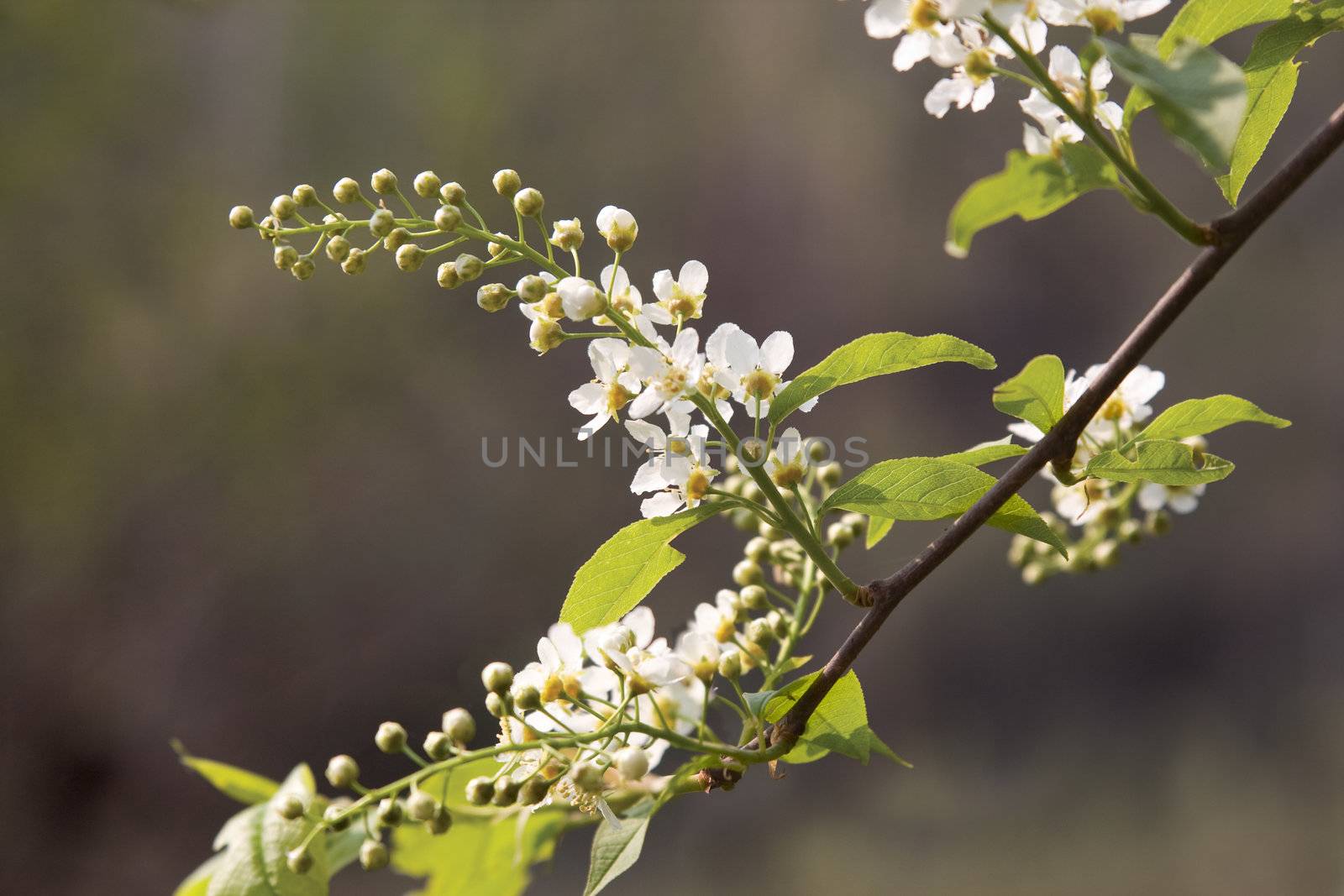 Branch of a blossoming bird cherry in the early spring