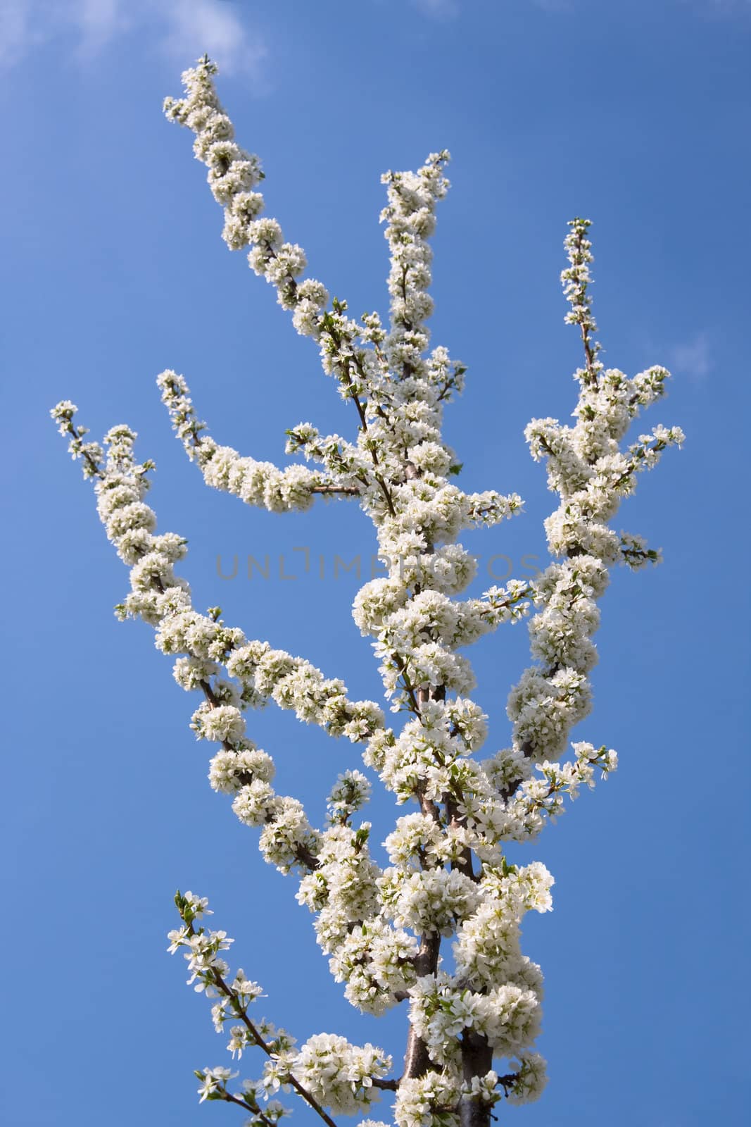 Blossoming branch plums on a background of the blue sky