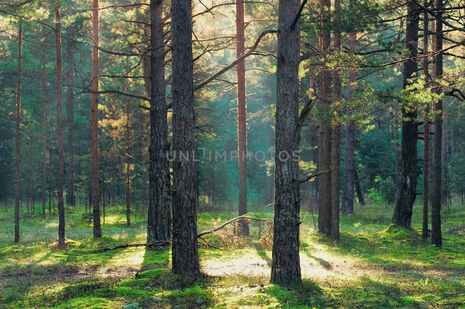 Sunbeam between high trunks of pines in coniferous forest