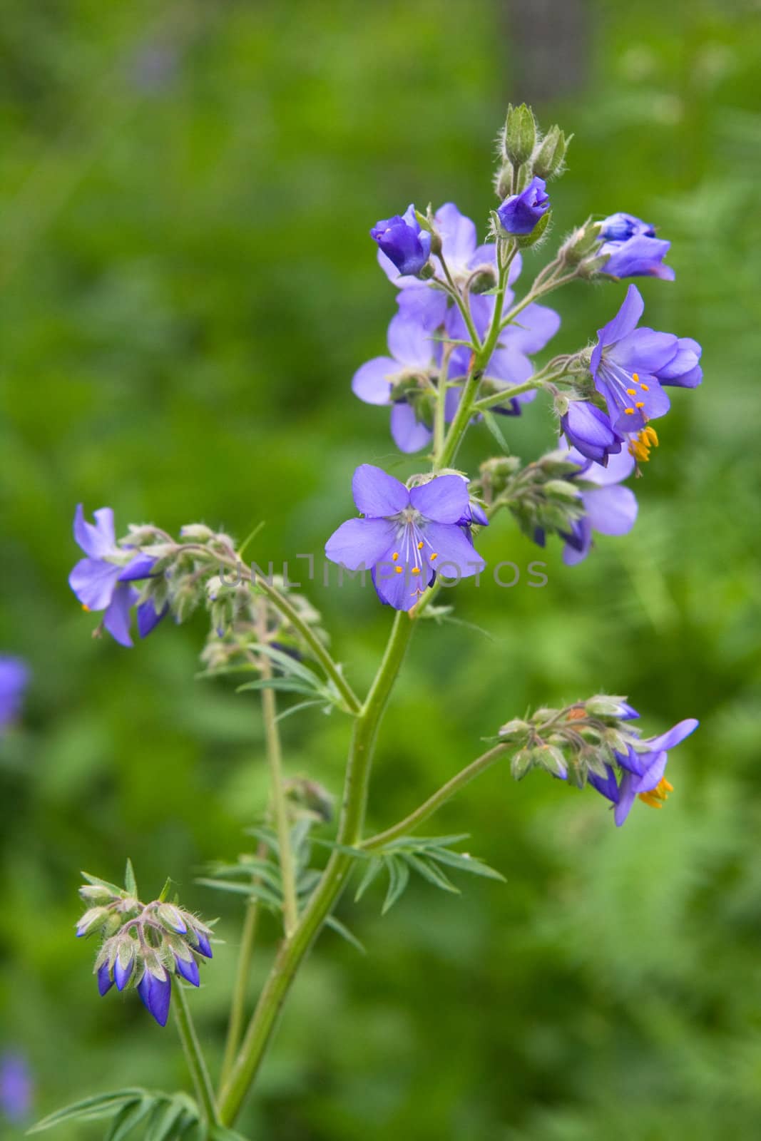 Beautiful flowers of bluebells on a wood glade