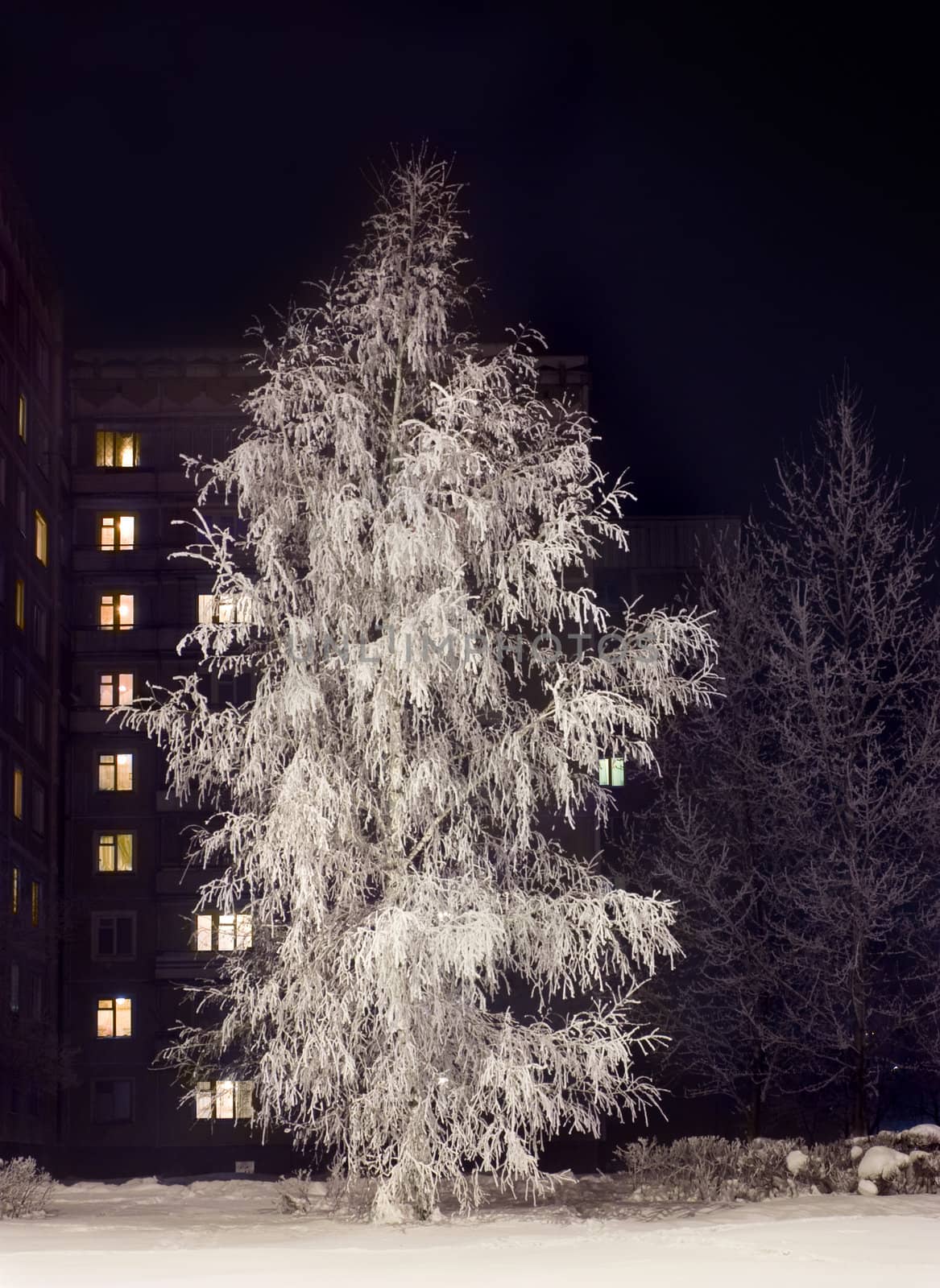 Birch in hoarfrost at night before the house with luminous windows