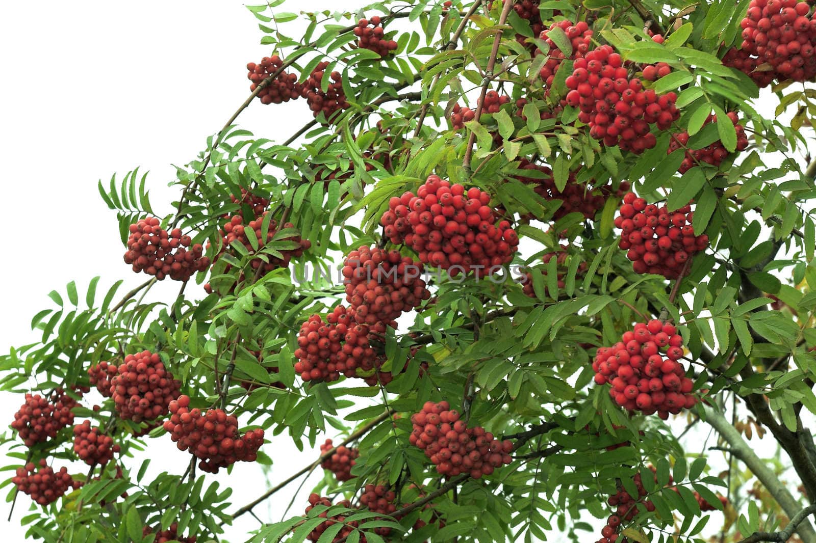 Branch of the ripened mountain ash on a background of the white sky