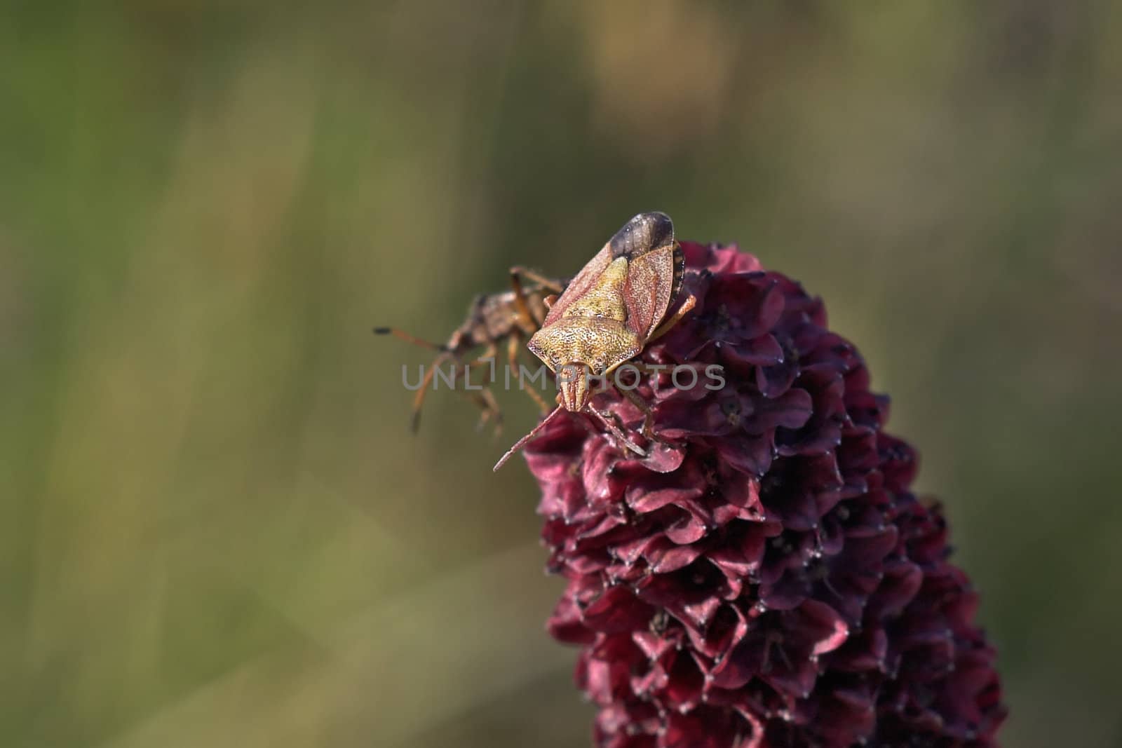 Two bugs on a flower close up