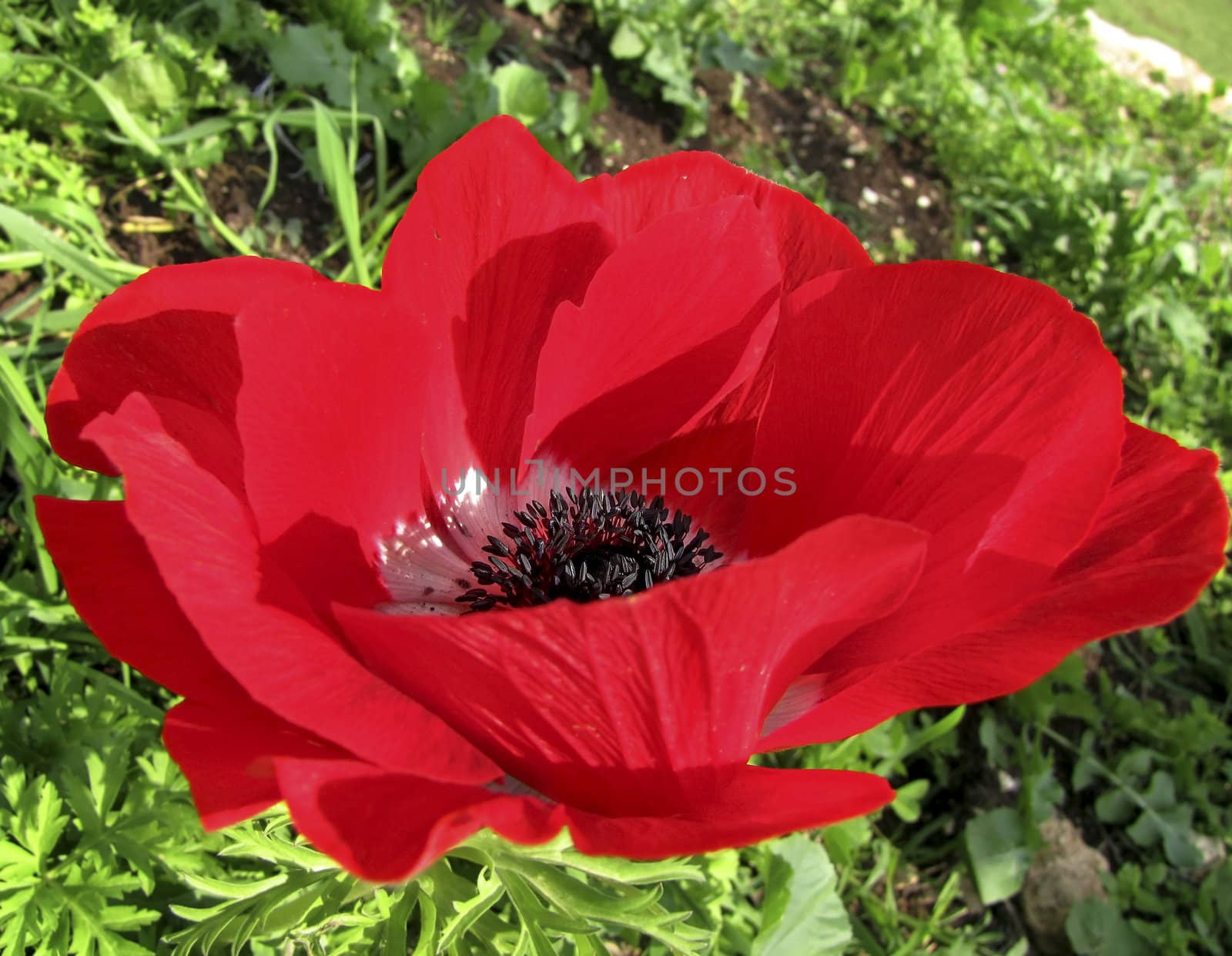 red poppy by irisphoto4