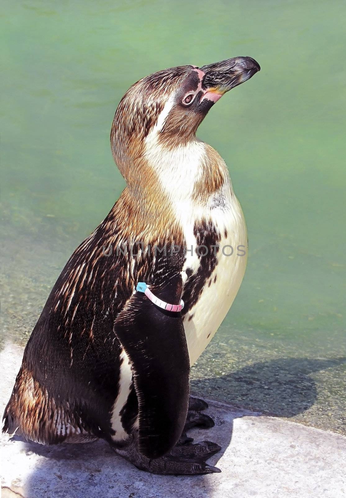 ringed penguin, standing near the water in the zoo