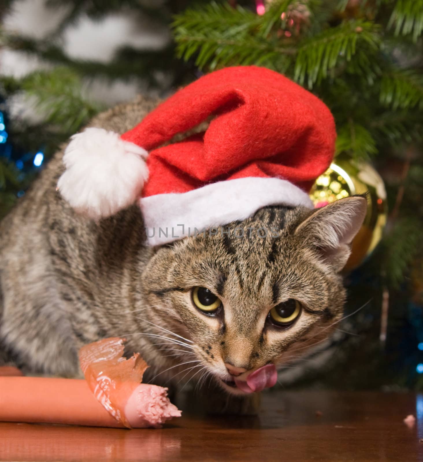 Cat and a fur-tree by Ohotnik