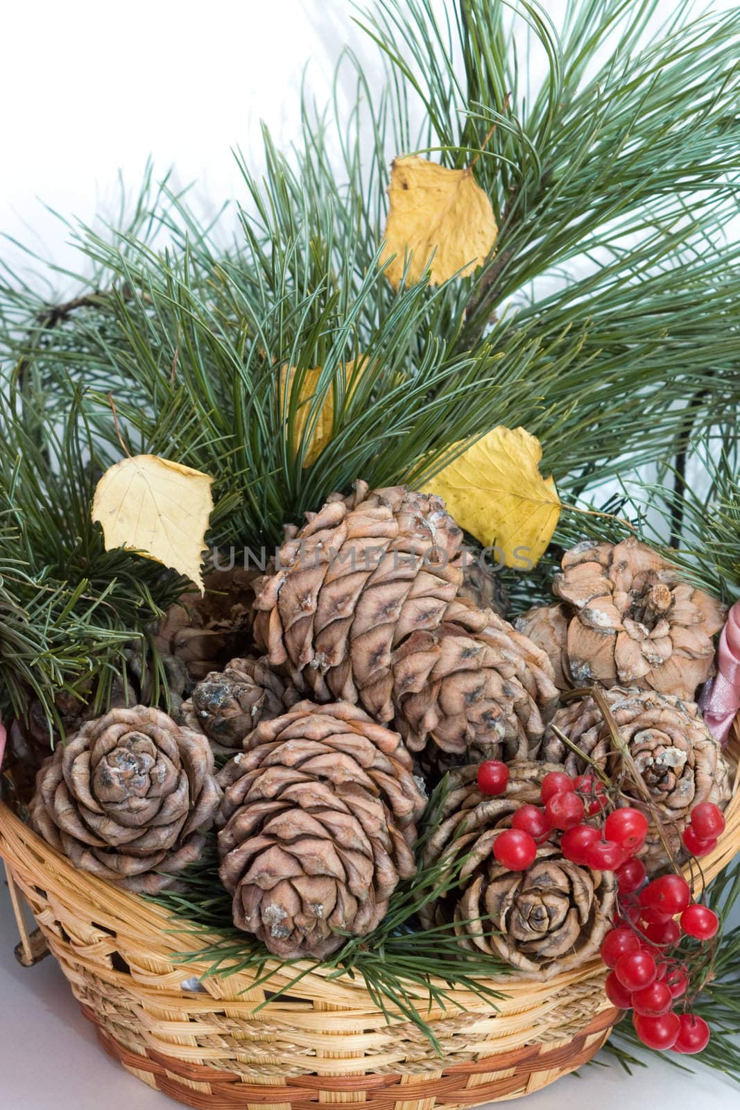 Cedar cones, branches of a cedar and a guelder-rose 