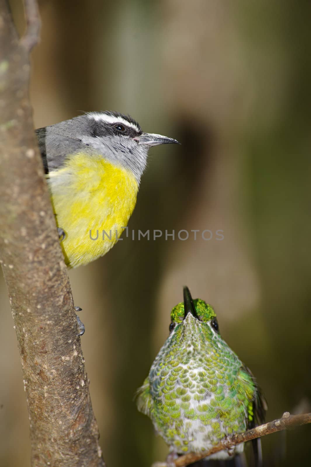 Small hummingbird and Bananaquit resting after feeding, Monteverde Area, Costa Rica.
