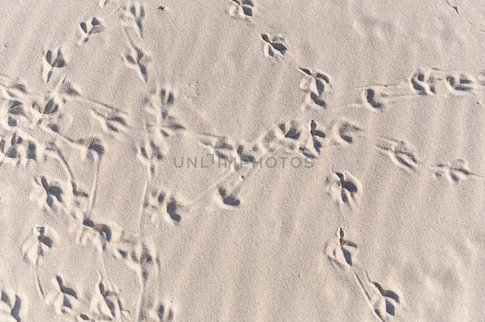 Convoluted bird foot print path on sand at the sea.