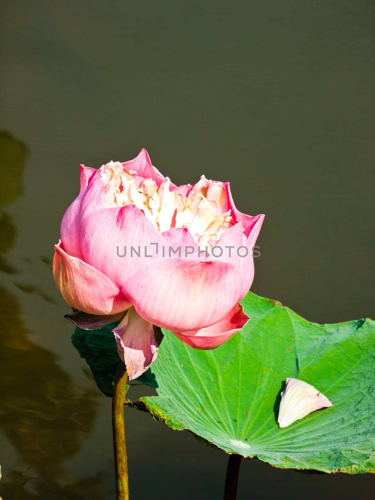 Pink Lotus and leaf in a pond by gururugu
