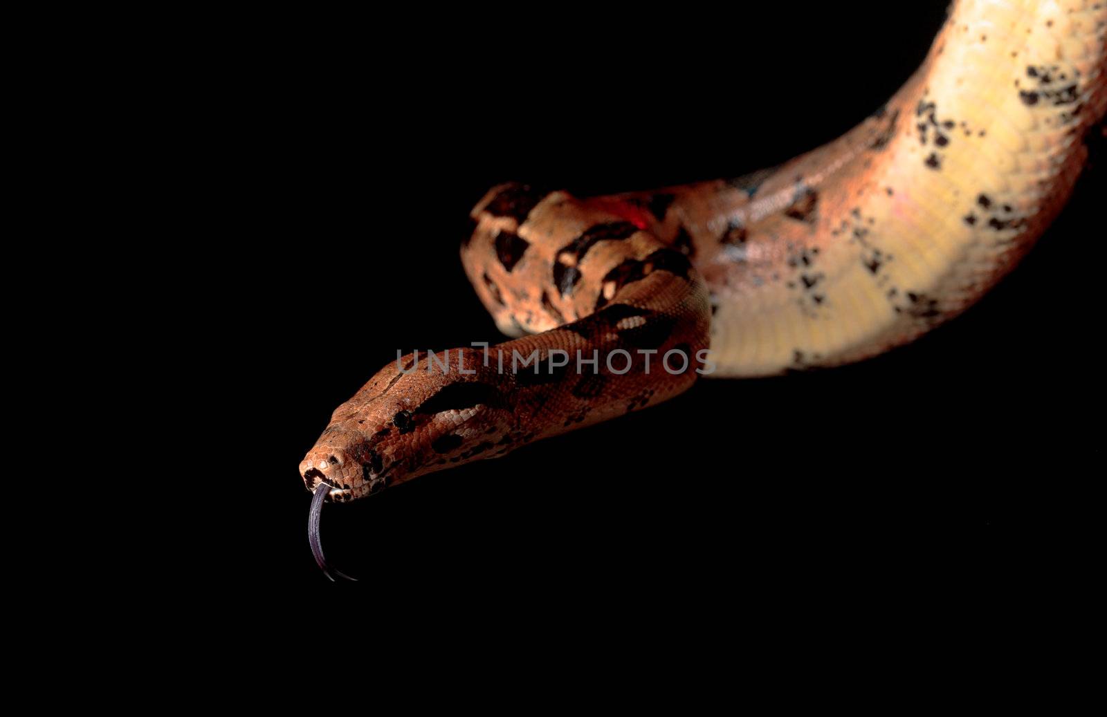 Boa Head with his Tongue hanging, closeup on black background