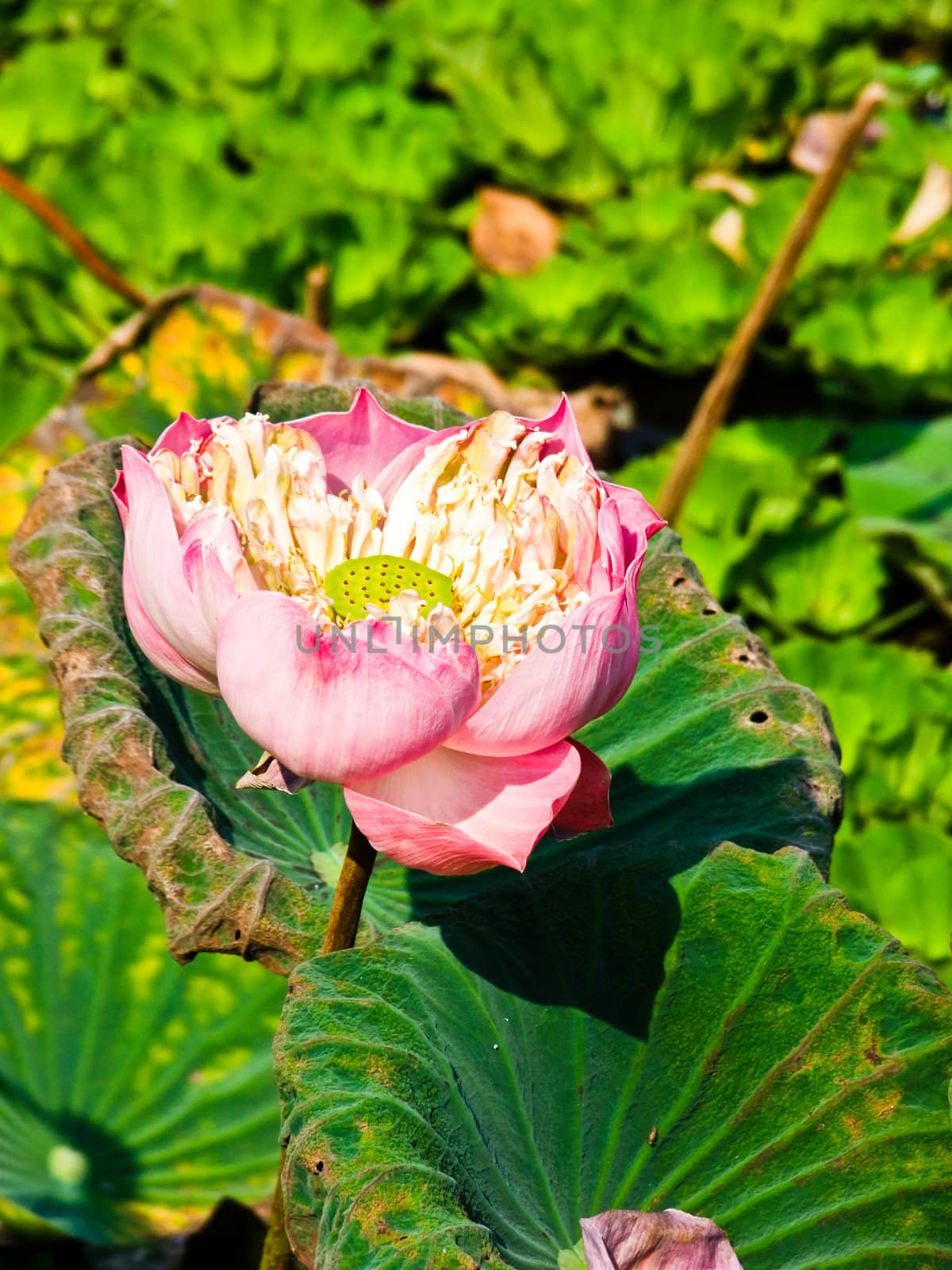 Pink Lotus and leaf in a pond by gururugu