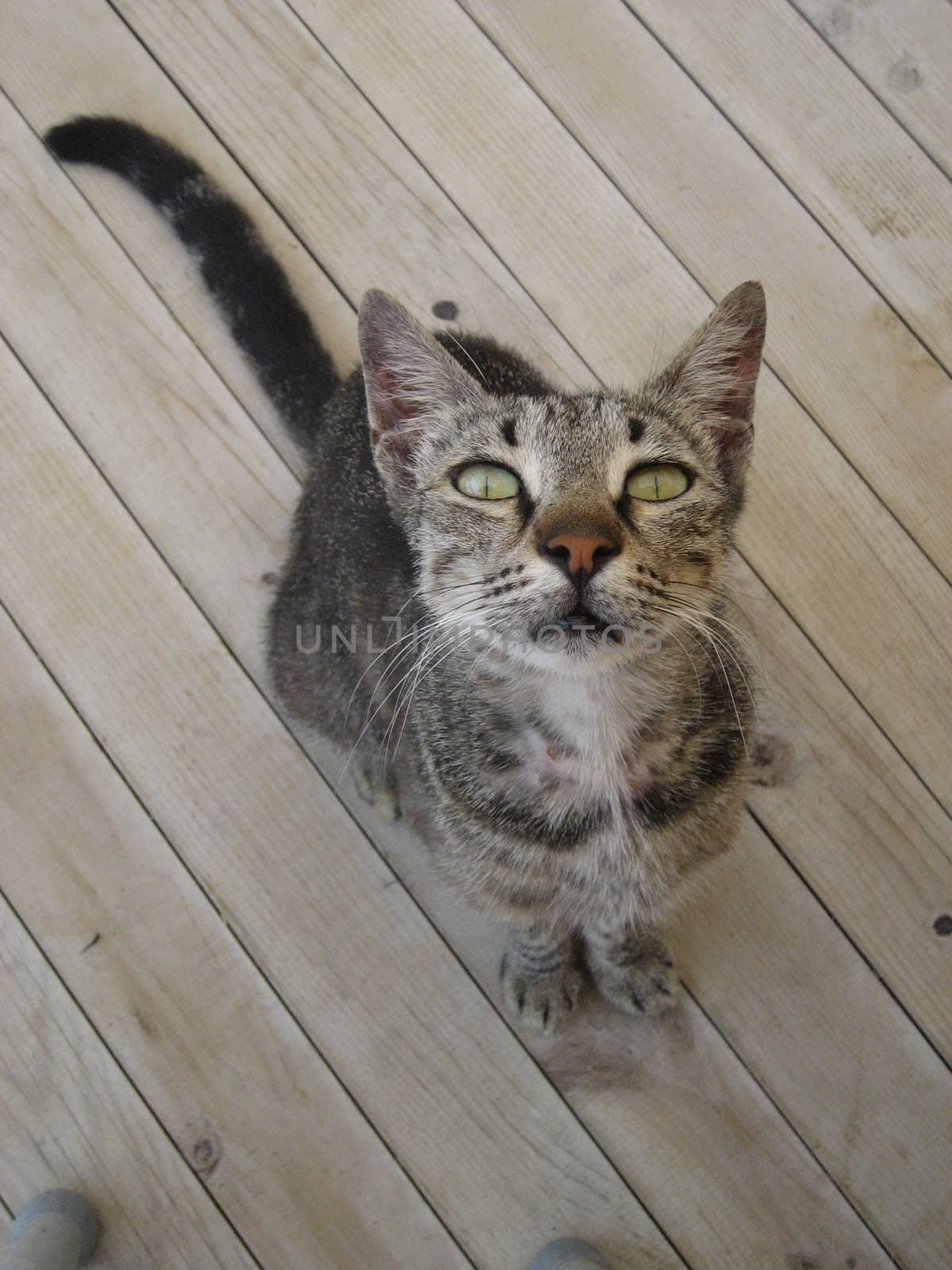 A hungry stray cat at a restaurant.